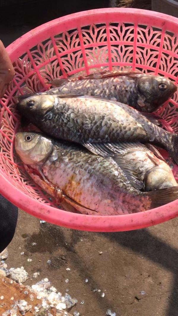 用老婆的菜籃子裝新年的第一&OpenCurlyDoubleQuote;金&rdquo;