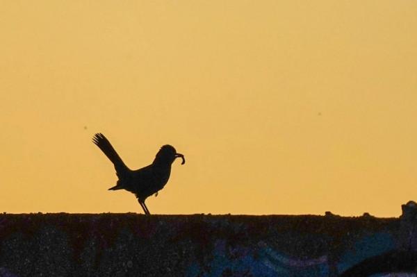 照片故事～霞光鳥影