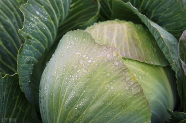 1-10月種什麼菜?全說清楚了,建議收藏 1-10月種什麼菜?全說清楚了,建議收藏