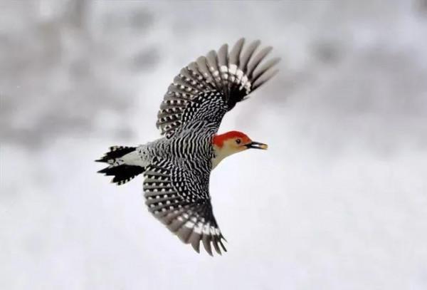 ￼如果要評選世界上誰飛得最漂亮？估計除了這些七彩鳥兒，