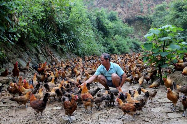 辭去月薪五千的工作回家養土雞能賺錢嗎