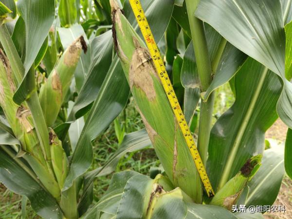 最高畝產2959斤，這個玉米品種，重新整理2021年玉米單產最高紀錄
