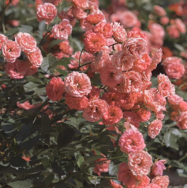 一週後,4個星座,正義感十足,總在幫助別人,去哪都能交到朋友 一週後,4個星座,正義感十足,總在幫助別人,去哪都能交到朋友