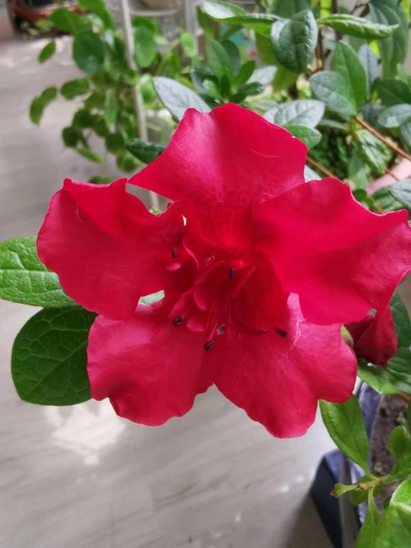 杜鵑花是花中西施