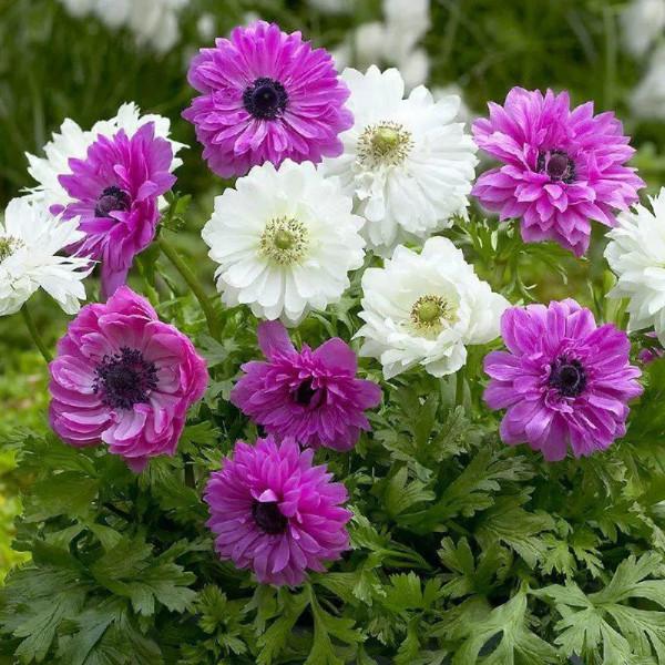 冬天土裡埋個&OpenCurlyDoubleQuote;洋蔥球&rdquo;，一個月開出&OpenCurlyDoubleQuote;富貴花&rdquo;，紅紅火火真喜慶