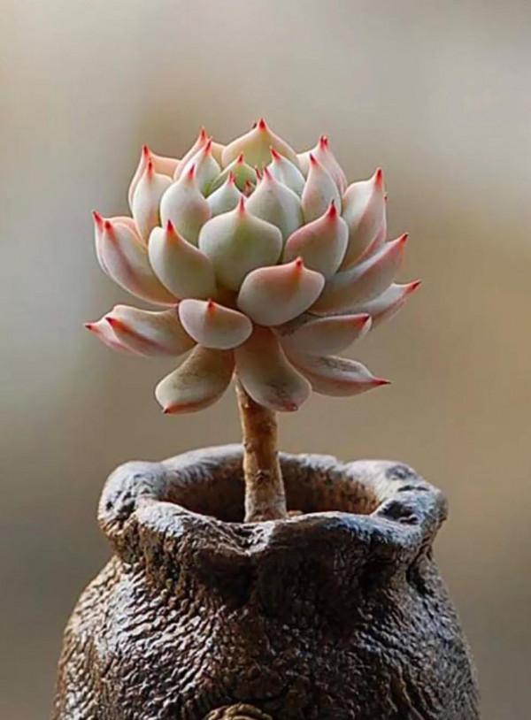 多肉的世界,簡單執著,看看你都見過哪些 多肉的世界,簡單執著,看看你都見過哪些