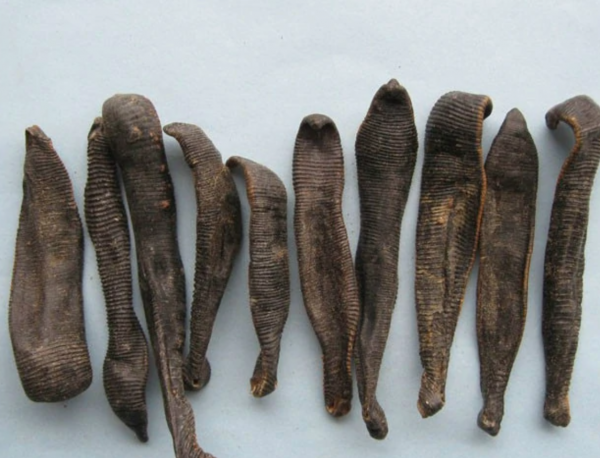 小吳書記一畝3個大棚投8萬養螞蟥，曬乾800元1斤，為啥農民不願養