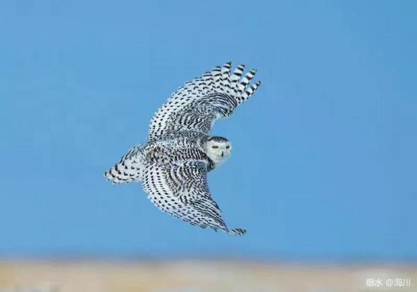 藍冰現代詩：北極雪鴞