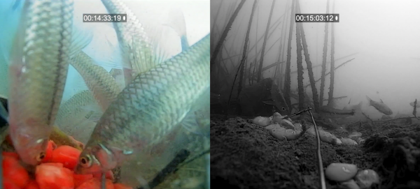 初冬季節，白天好釣魚？還是晚上好釣魚？