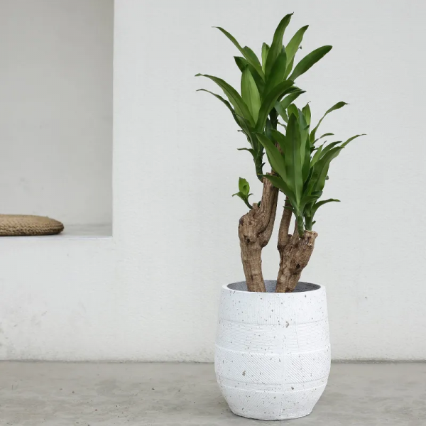 2021年最流行的客廳花卉植物，看看哪種最適合你家