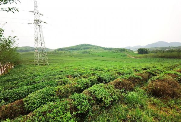 這是一座以茶葉而國際聞名的古鎮 這是一座以茶葉而國際聞名的古鎮