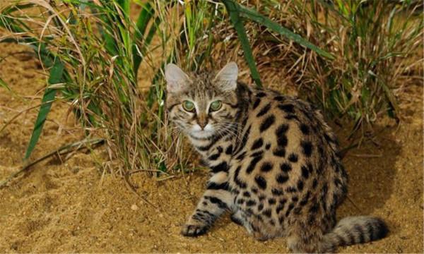 非洲最小的貓,貓科捕獵效率最高的“殺戮機器”,被全世界禁養 非洲最小的貓,貓科捕獵效率最高的“殺戮機器”,被全世界禁養