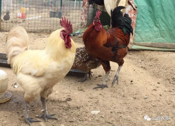 雞的品種與分類&mdash;&mdash;居然有這麼多品種？