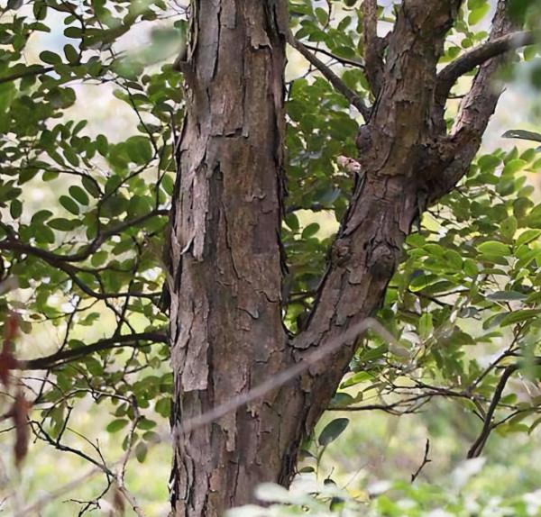 農村當柴燒,城裡高價買,這種“黃檀樹”,到底有何用? 農村當柴燒,城裡高價買,這種“黃檀樹”,到底有何用?