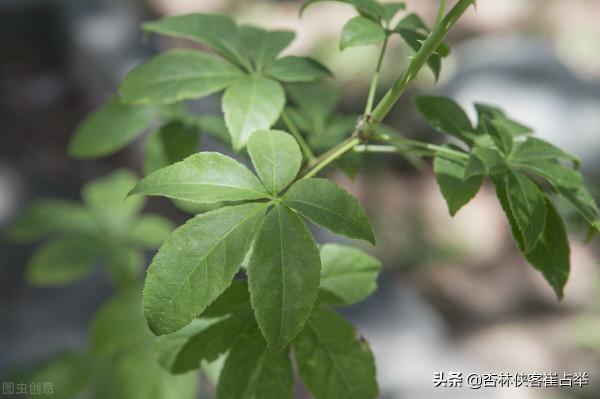 簡單的一味——刺五加，僅僅一味藥，補脾、補肺、補腎、補心