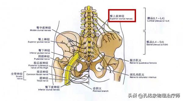 出現腰臀部的疼痛,是腰椎間盤突出引起的嗎?您可以好好看看此文 出現腰臀部的疼痛,是腰椎間盤突出引起的嗎?您可以好好看看此文