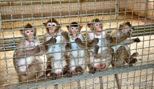 不要接近猴子！美國4只實驗用的猴子外逃，到底有多危險？