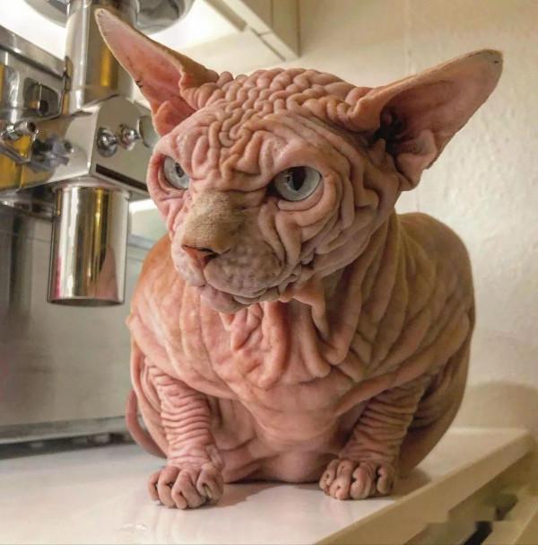 這些貓咪“壽命”很短，還有活不到10年的