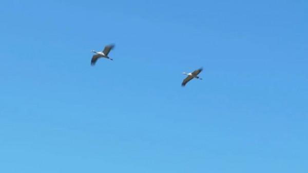 它們來貴州了!比往年早了9天 它們來貴州了!比往年早了9天