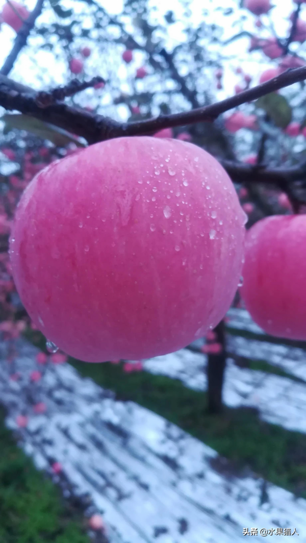 2021年10月28日蘋果行情 2021年10月28日蘋果行情