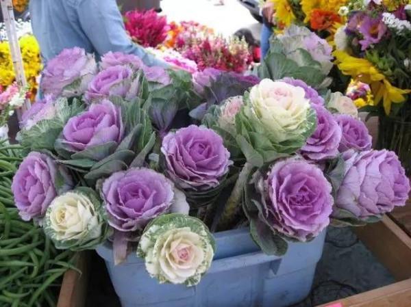 8種“漂亮花”,好看不怕冷,大雪覆蓋下,也能開大花 8種“漂亮花”,好看不怕冷,大雪覆蓋下,也能開大花