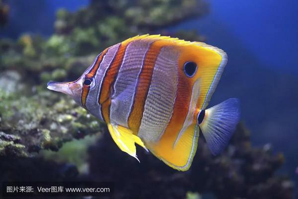 要想延年益壽,帶你去海底世界,欣賞一下美麗的珊瑚礁和珊瑚魚 要想延年益壽,帶你去海底世界,欣賞一下美麗的珊瑚礁和珊瑚魚