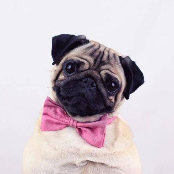 想要教巴哥玩滑板，有這些方法哦，一起來看看吧