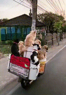 環衛大叔撿到9只流浪貓,養得膘肥體壯,垃圾車成了“擼貓車” 環衛大叔撿到9只流浪貓,養得膘肥體壯,垃圾車成了“擼貓車”