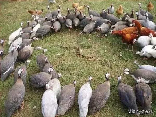 21張活久未見的罕見照片，大自然有時很殘酷，網友直呼長見識了