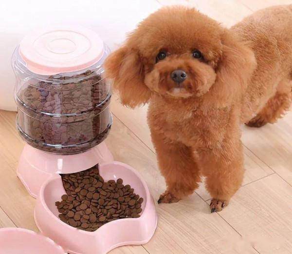 公認好養的5種狗,家裡養一隻很合適,壽命很長,還越養越值錢 公認好養的5種狗,家裡養一隻很合適,壽命很長,還越養越值錢