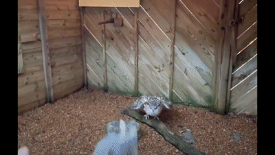 遼寧“大貓頭鷹”受傷被救,竟是國家保護動物!本名真不容易唸對 遼寧“大貓頭鷹”受傷被救,竟是國家保護動物!本名真不容易唸對