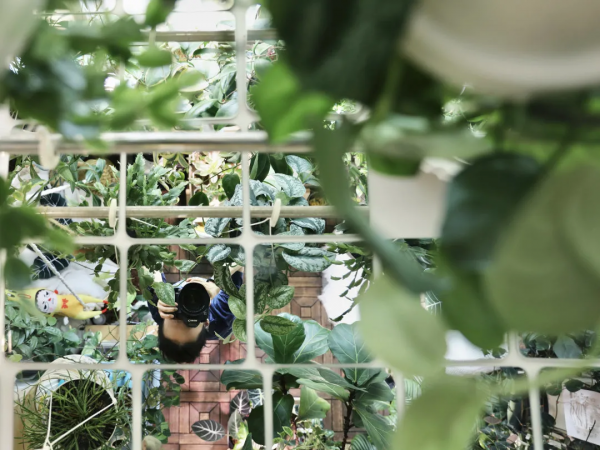 沒有花園怎麼種花？從東北到廣東，4位大神在室內種出植物園