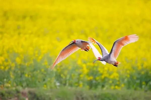 分享：油菜花海，芳香四溢，景色宜人，令人陶醉