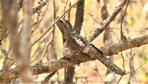 是鳥還是樹？這種鳥會“隱身”，即使在你面前，你也認不出它