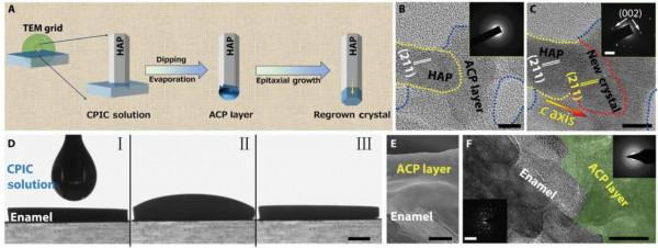 不用再補牙了？為時尚早