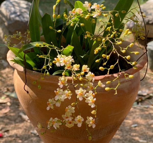 4種“省心爆盆花”,不招蟲特乾淨,適合新手家養 4種“省心爆盆花”,不招蟲特乾淨,適合新手家養