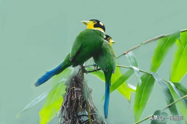 鳥兒美成雙。杭州翁劍敏/攝影 鳥兒美成雙。杭州翁劍敏/攝影