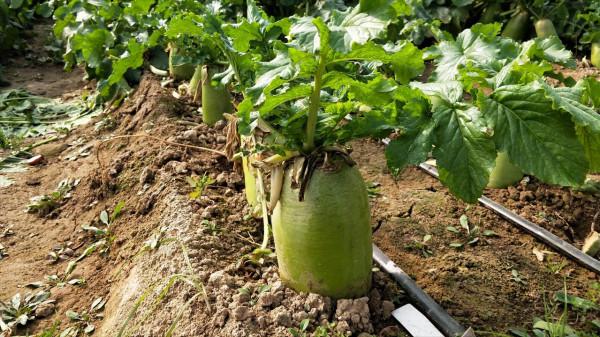 種蘿蔔用錯肥料,空心多,產量低,如何正確施肥? 種蘿蔔用錯肥料,空心多,產量低,如何正確施肥?