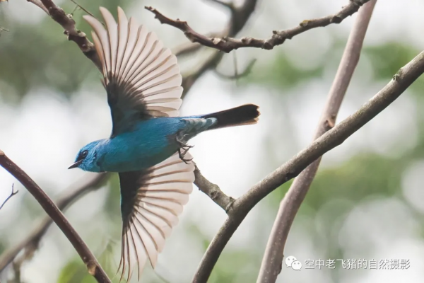一劍封喉——新機OM-1拍鳥深度測評