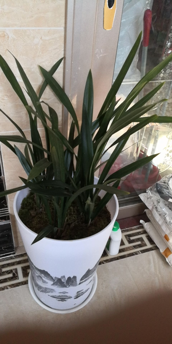 瓷盆養花越養越瞎,養花選盆別用瓷盆,花都養死了 瓷盆養花越養越瞎,養花選盆別用瓷盆,花都養死了