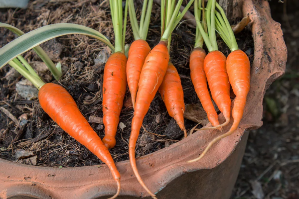 無農藥無化肥種蔬菜，教你如何種出美味可口的蔬菜