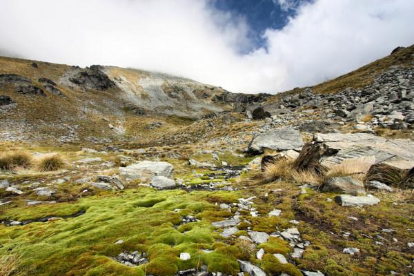 生物的壽命排名——最短暫與永生的生命