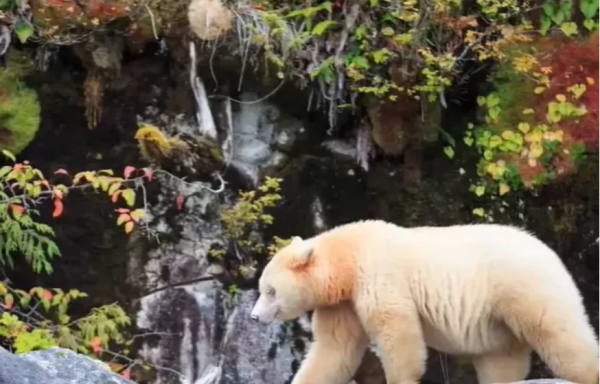 對於加拿大這隻網紅熊，我們必須要站出來闢謠了