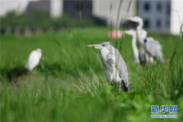雲南曲靖：鷺舞南盤江