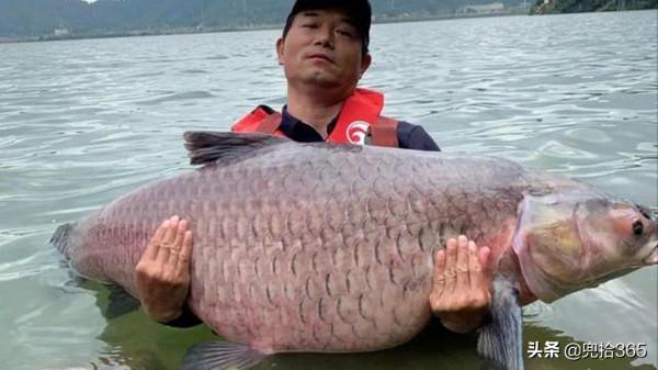 釣王鄧剛在廣東盤黑坑，塘主瞧不起被打臉，不要魚獲抬回了一頭豬