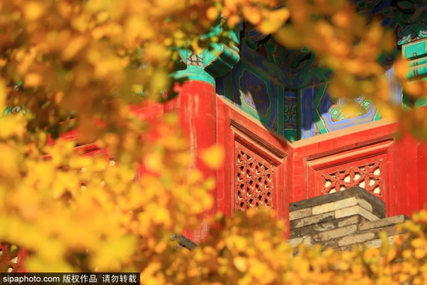 準備打卡！北京這些地方已經美成畫！最新彩葉實拍→