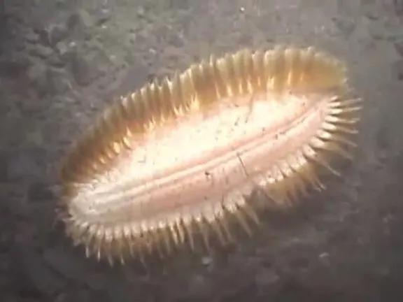 南極深海的金毛刷刷蟲 南極深海的金毛刷刷蟲