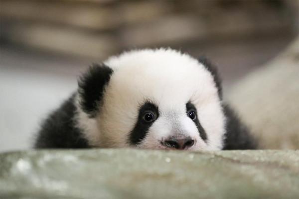 萌翻了！法國動物園熊貓雙胞胎蹣跚學步