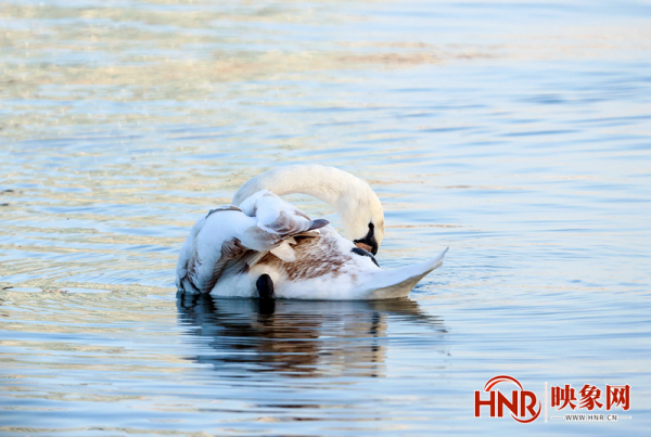 北龍湖上的冬日精靈