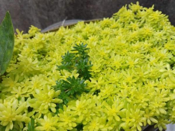 紅、黃、藍、黑，4種彩色多肉，你喜歡哪一款？